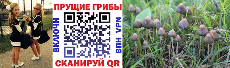Галлюциногенные грибы Psilocybe Верхний Тагил
